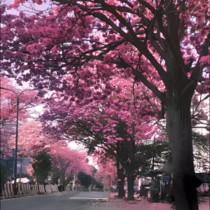 tabebuia rosea, pink trumpet treee buy onlne