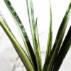 Buy Snake Plant 'Bantel Sensation' (Sansevieria) from Nursery Nisarga