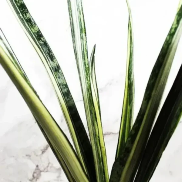 Buy Snake Plant 'Bantel Sensation' (Sansevieria) from Nursery Nisarga