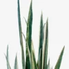Buy Snake Plant 'Bantel Sensation' (Sansevieria) from Nursery Nisarga