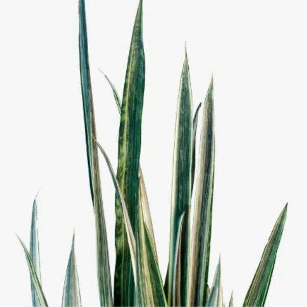 Buy Snake Plant 'Bantel Sensation' (Sansevieria) from Nursery Nisarga