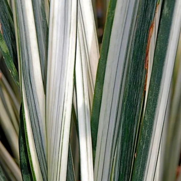 Buy Snake Plant 'Bantel Sensation' (Sansevieria) from Nursery Nisarga