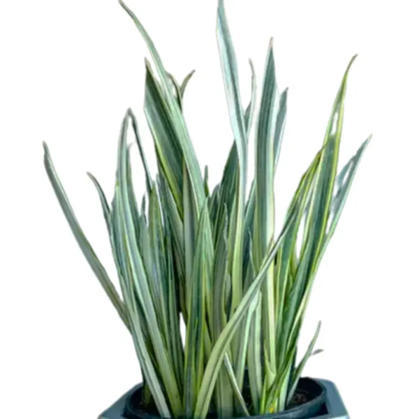 Buy Snake Plant 'Bantel Sensation' (Sansevieria) from Nursery Nisarga