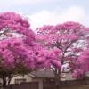 Buy Exotic Tabebuia Rosea, Pink poui trumpet tree - online at Nursery Nisarga