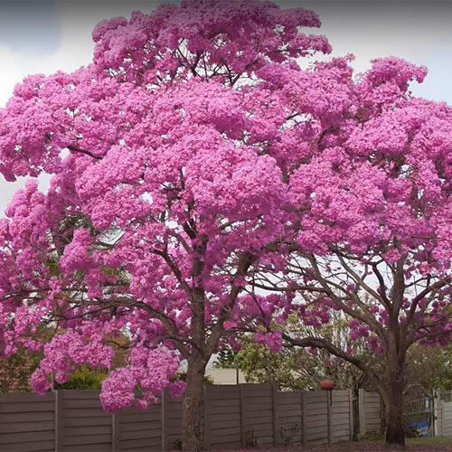 Buy Exotic Tabebuia Rosea, Pink poui trumpet tree - online at Nursery Nisarga
