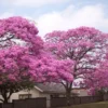 Buy Exotic Tabebuia Rosea, Pink poui trumpet tree - online at Nursery Nisarga