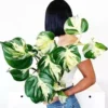 Buy Manjula Pothos Online at Nursery Nisarga