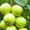 Buy Safeda Guava "Psidium Guajava" - Plant from Nursery Nisarga