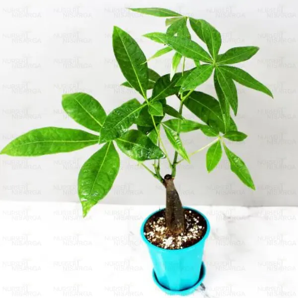 Pachira Aquatica '1 Trunk' (Money Tree), Lucky plant online at Nursery Nisarga