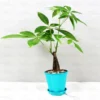 Pachira Aquatica '1 Trunk' (Money Tree), Lucky plant online at Nursery Nisarga