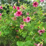 Buy Allamanda Creeper (Purple), Pentalinon Luteum - Nursery Nisarga