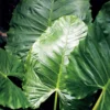 Buy Alocasia Odora “Elephant Ear” Plant - Nursery Nisarga