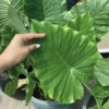 Buy Alocasia Odora "Elephant Ear" Plant From Nursery Nisarga