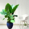 Buy Alocasia Odora "Elephant Ear" Plant From Nursery Nisarga