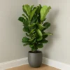 Buy Ficus Lyrata | Fiddle Leaf Fig- Plant From nursery nisarga