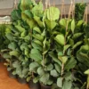 Buy Ficus Lyrata | Fiddle Leaf Fig- Plant From Nursery Nisarga