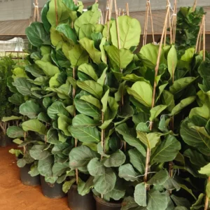Buy Ficus Lyrata | Fiddle Leaf Fig- Plant From Nursery Nisarga