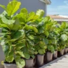 Buy Ficus Lyrata | Fiddle Leaf Fig- Plant From nursery nisarga