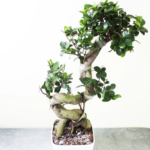 Buy Ficus Bonsai S-Shape Tree - Nursery Nisarga