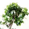 Buy Ficus Bonsai S-Shape Tree - Nursery Nisarga