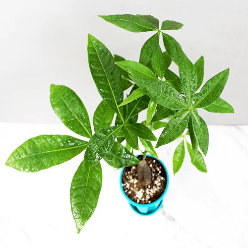 Pachira Aquatica '1 Trunk' (Money Tree), Lucky plant online at Nursery Nisarga