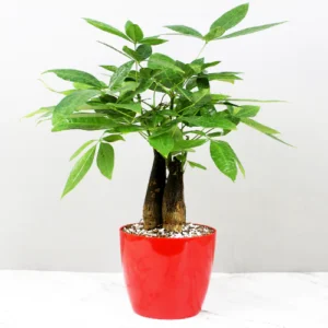 Pachira Aquatica '3 Trunk' (Money Tree), Lucky plant online at Nursery Nisarga