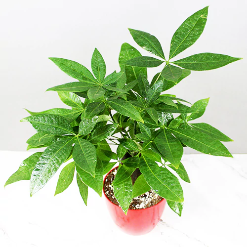 Pachira Aquatica '3 Trunk' (Money Tree), Lucky plant online at Nursery Nisarga