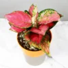 Buy Aglaonema Pink Anjamani - Plant on sale at Nursery Nisarga