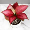 Aglaonema Pink Anjamani - Plant on sale at Nursery Nisarga