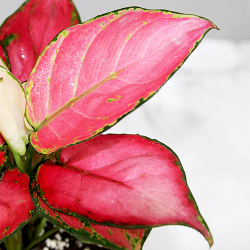Aglaonema Pink Anjamani plant leaves shades - Nursery Nisarga