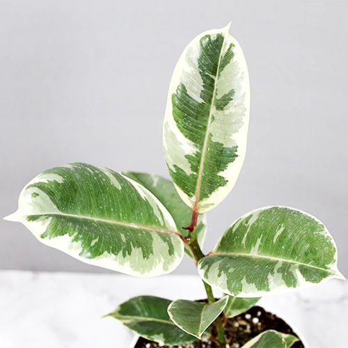 Rubber Tineke, Ficus Elastica Tineke - online at Nursery Nisarga