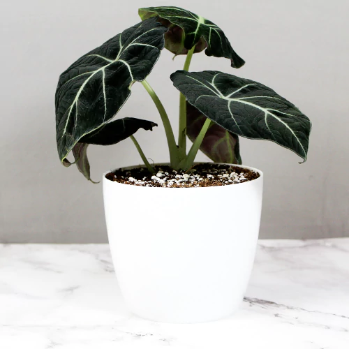 Buy Alocasia Black Velvet Plant (Alocasia Reginula) - Nursery Nisarga