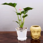 Buy Anthurium, Laceleaf plant - Best price online at Nursery Nisarga