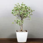 Buy Ficus Triangularis Variegata plant available online at Nursery Nisarga