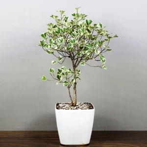 Buy Variegated Triangular Ficus plant available online at Nursery Nisarga