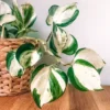 Buy Manjula Pothos Online at Nursery Nisarga