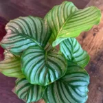 Buy Calathea Orbifolia - Nursery Nisarga