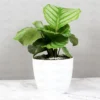 Buy Calathea Orbifolia - Nursery Nisarga