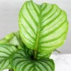 Buy Calathea Orbifolia - Nursery Nisarga