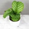 Buy Calathea Orbifolia - Nursery Nisarga