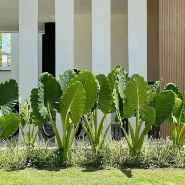 Buy Alocasia Odora “Elephant Ear” Plant - Nursery Nisarga
