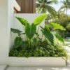 Buy Alocasia Odora “Elephant Ear” Plant - Nursery Nisarga