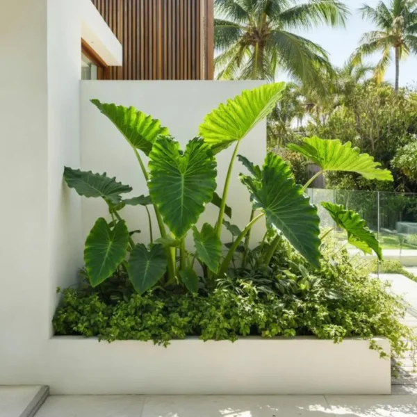 Buy Alocasia Odora “Elephant Ear” Plant - Nursery Nisarga