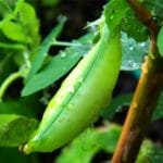 Buy Green Peas Seeds - Nursery Nisarga