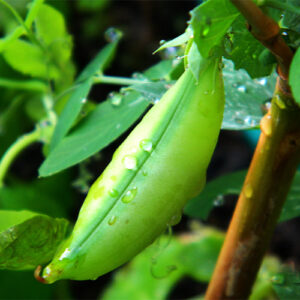 Buy Green Peas Seeds - Nursery Nisarga