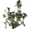 Buy Ficus Bonsai S-Shape Tree from nursery nisarga