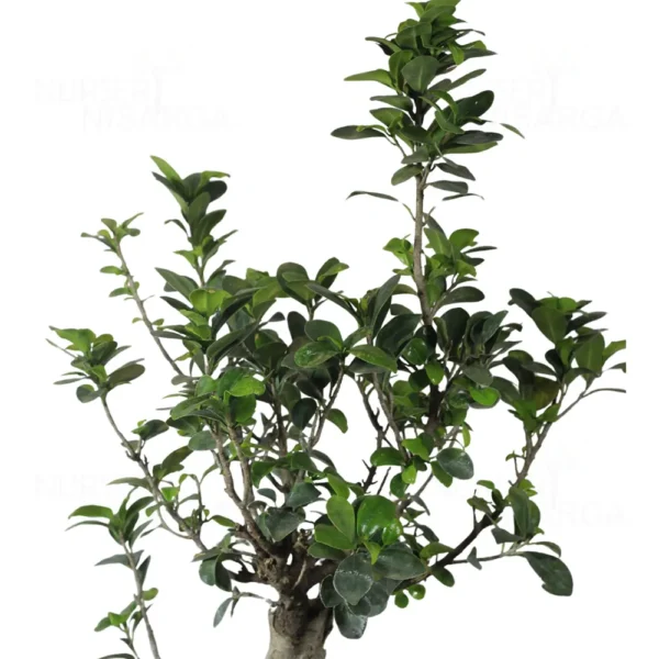 Buy Ficus Bonsai S-Shape Tree from nursery nisarga