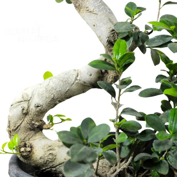 Buy Ficus Bonsai S-Shape Tree from nursery nisarga