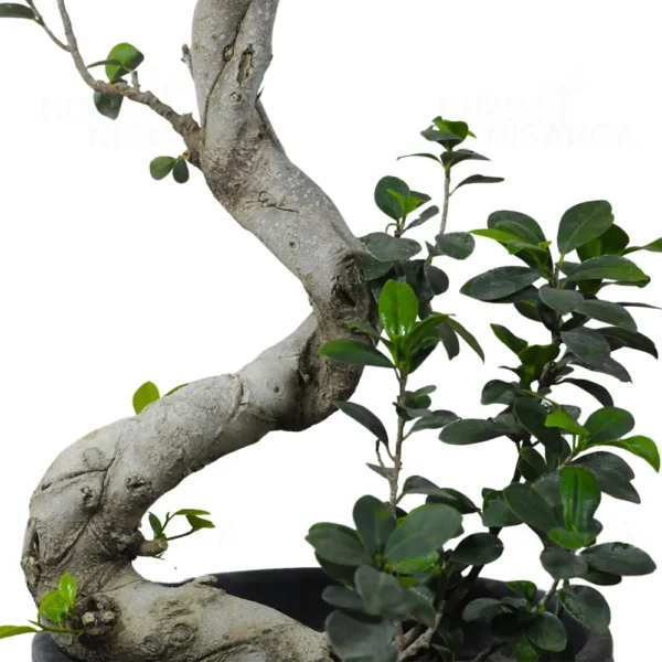 Buy Ficus Bonsai S-Shape Tree from nursery nisarga