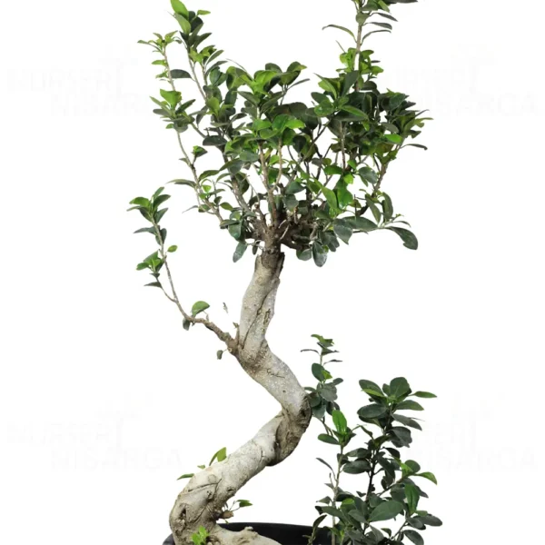 Buy Ficus Bonsai S-Shape Tree from nursery nisarga